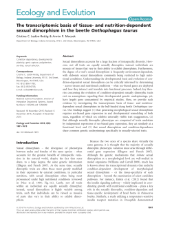 dependent sexual dimorphism in the beetle