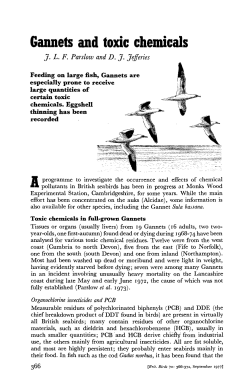 Gannets and toxic chemicals