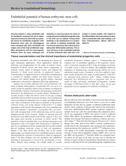 Endothelial potential of human embryonic stem cells