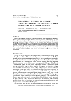 chloroplast division in spinach leaves examined by scanning