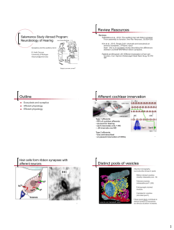 Synaptics and the Auditory Nerve