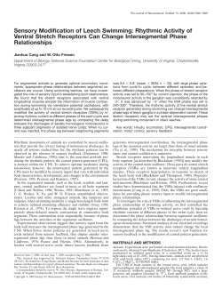 Sensory Modification of Leech Swimming: Rhythmic Activity of