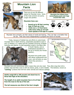 Mountain Lion Facts - Lions, Tigers and Bears