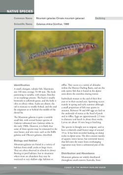 Mountain galaxias - Murray