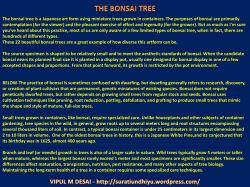 The bonsai tree is a Japanese art form using miniature trees grown