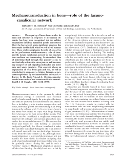 Mechanotransduction in bone&mdash;role of the lacuno