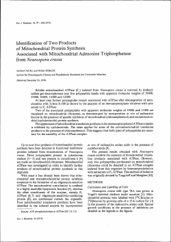 Identification of Two Products of Mitochondrial Protein Synthesis