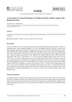 (Plecoptera: Perlidae) from the southern region of the Russian Far