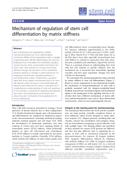 Mechanism of regulation of stem cell differentiation by matrix