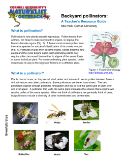 Backyard pollinators