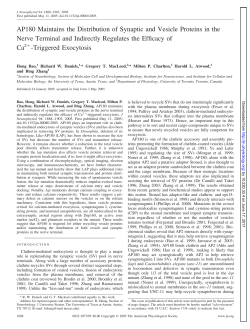 AP180 Maintains the Distribution of Synaptic and Vesicle Proteins in