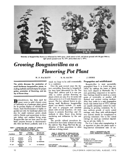 Growing Bougainvillea as a Flowering Pot Plant