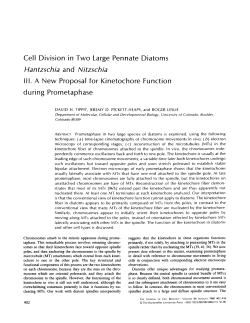 Cell Division in Two Large Pennate Diatoms