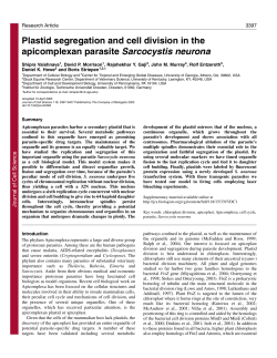 Plastid segregation and cell division in the apicomplexan parasite