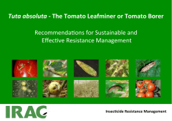 Tuta absoluta -‐ The Tomato Leafminer or Tomato Borer
