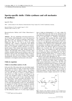 Species-specific shells: Chitin synthases and cell