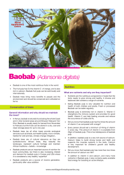 Baobab (Adansonia digitata)