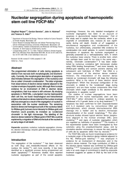 Nucleolar segregation during apoptosis of haemopoietic