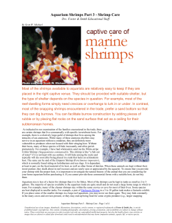 Aquarium Shrimps Part 3 - Shrimp Care