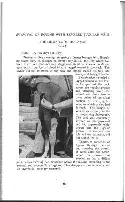 SURVIVAL OF EQUINE WITH SEVERED JUGULAR VEIN Ermelo