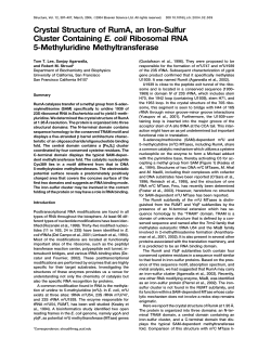 Crystal Structure of RumA, an Iron-Sulfur Cluster Containing E. coli