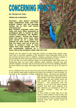 By: Monique de Vrijer PROUD AS A PEACOCK