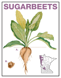 Sugarbeets - Minnesota Agriculture in the Classroom