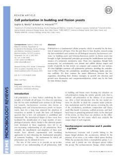 Cell polarization in budding and fission yeasts