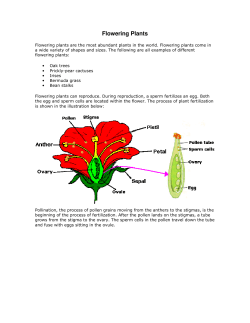 Flowering Plants