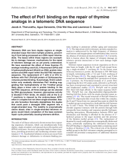 The effect of Pot1 binding on the repair of thymine analogs in a