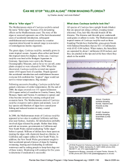 Can we stop `"killer algae`" from invading Florida?