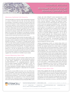 Monolayer Culture of Human Mammary Epithelial Cells
