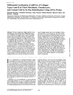 Differential Localization of mRNAs of Collagen Types I and II in