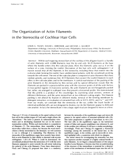 The Organization of Actin Filaments in the Stereocilia of Cochlear