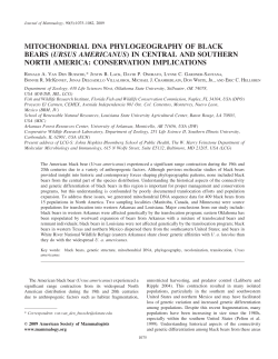 mitochondrial dna phylogeography of black bears
