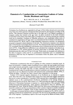 Chemotaxis of a Cyanobacterium on Concentration Gradients of
