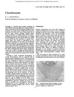 Chondrocytes - Journal of Clinical Pathology