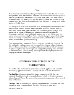 COMMON SPECIES OF FLEAS IN THE UNITED