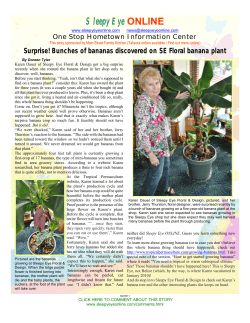 Surprise! Bunches of bananas discovered on SE Floral banana plant