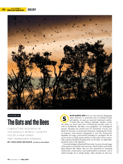 Danger Lab: The Bats and the Bees