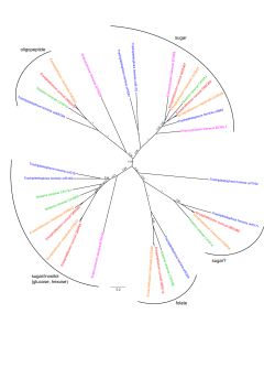sugar/inositol (glucose, hexose) sugar oligopeptide