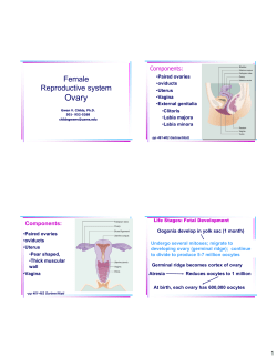 Female Reproductive system