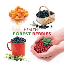 forest berries - Arktiset aromit