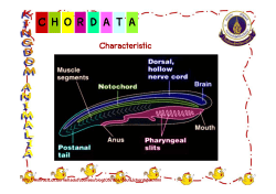 CHO DR ATA