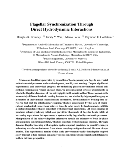Flagellar Synchronization Through Direct
