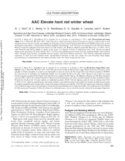 AAC Elevate hard red winter wheat