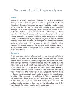 Macromolecules of the Respiratory System