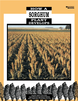 How a Sorghum Plant Develops - KSRE Bookstore