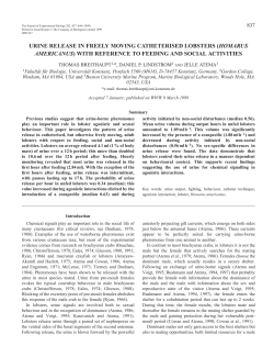 Urine output of lobsters
