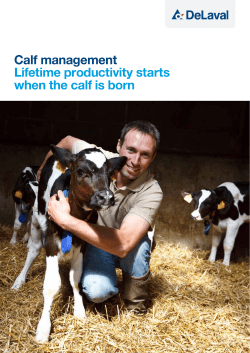 Calf management Lifetime productivity starts when the calf